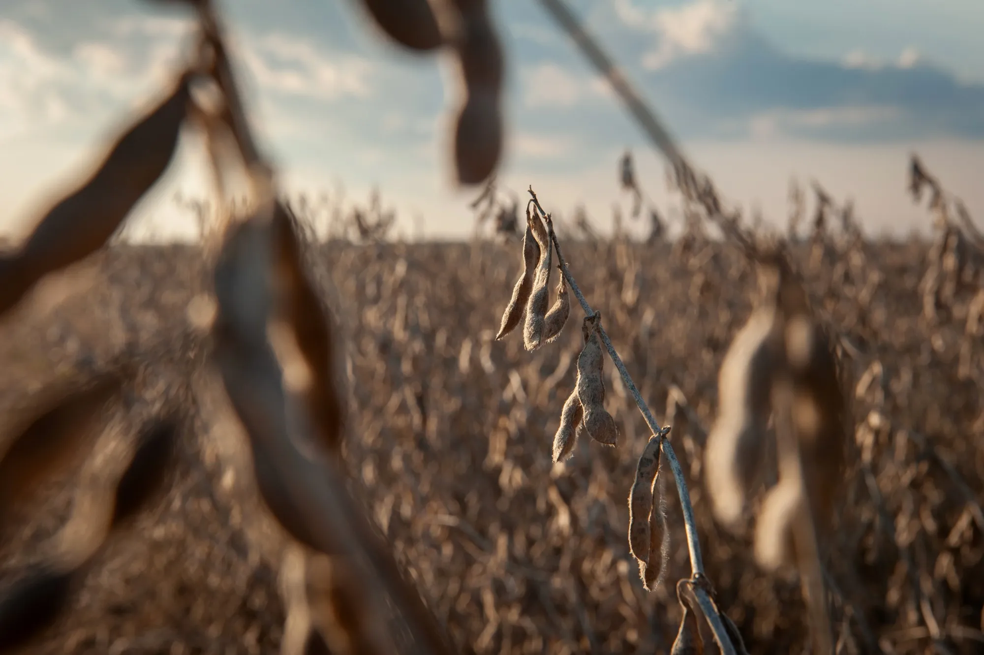A Soy Harvest Ahead Of USDA Stockpile Estimates