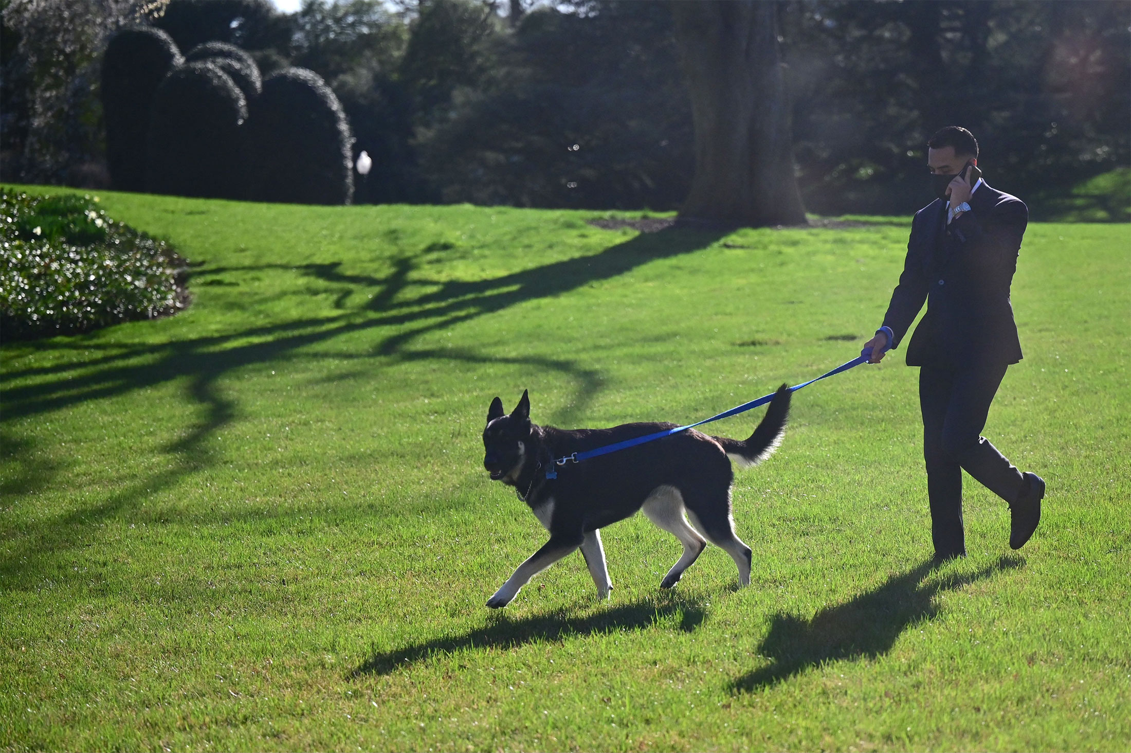 joe-and-jill-biden-s-dog-major-involved-in-2nd-biting-incident-white