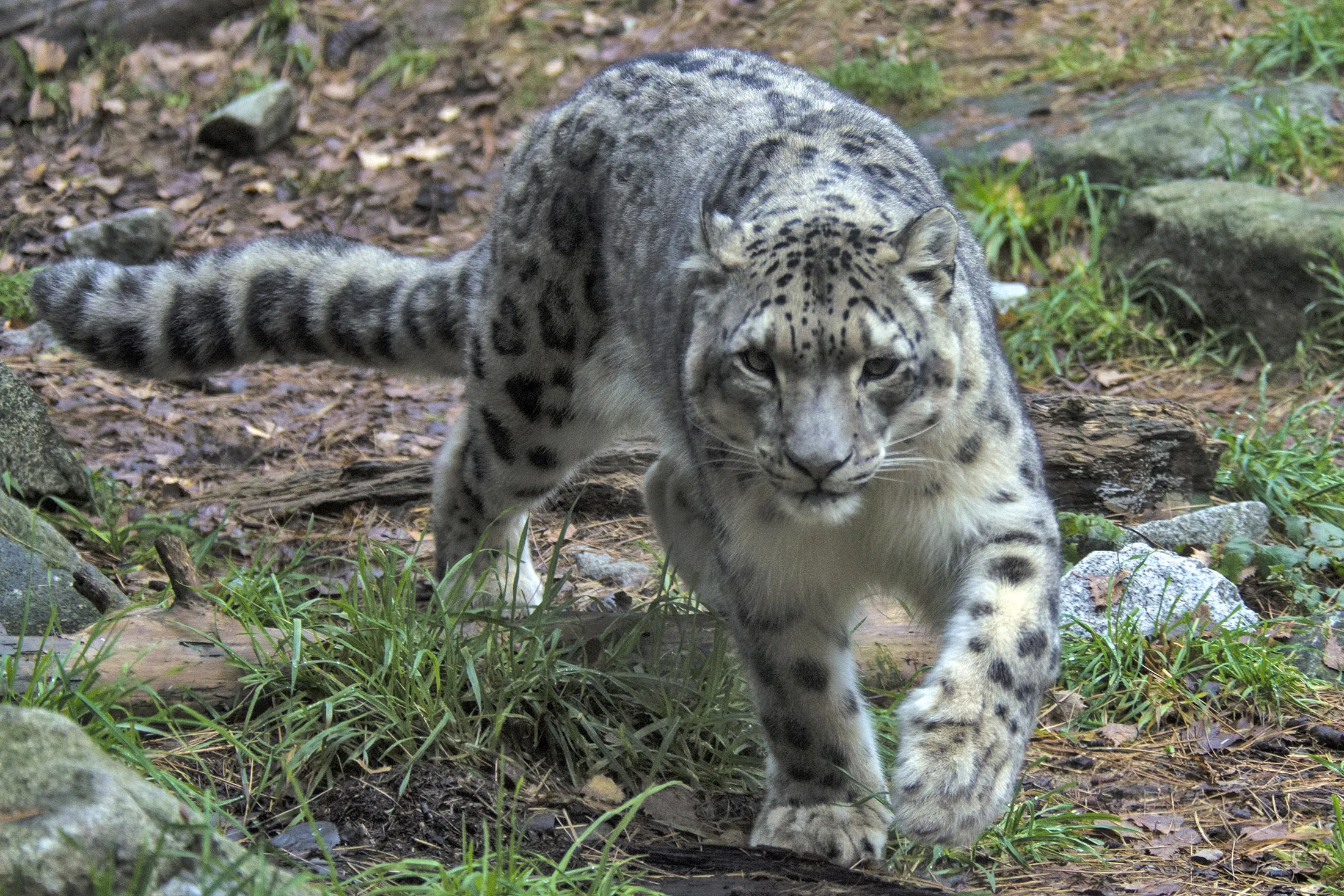 Snow leopard