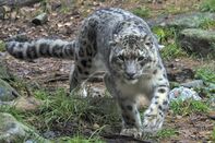 Snow leopard