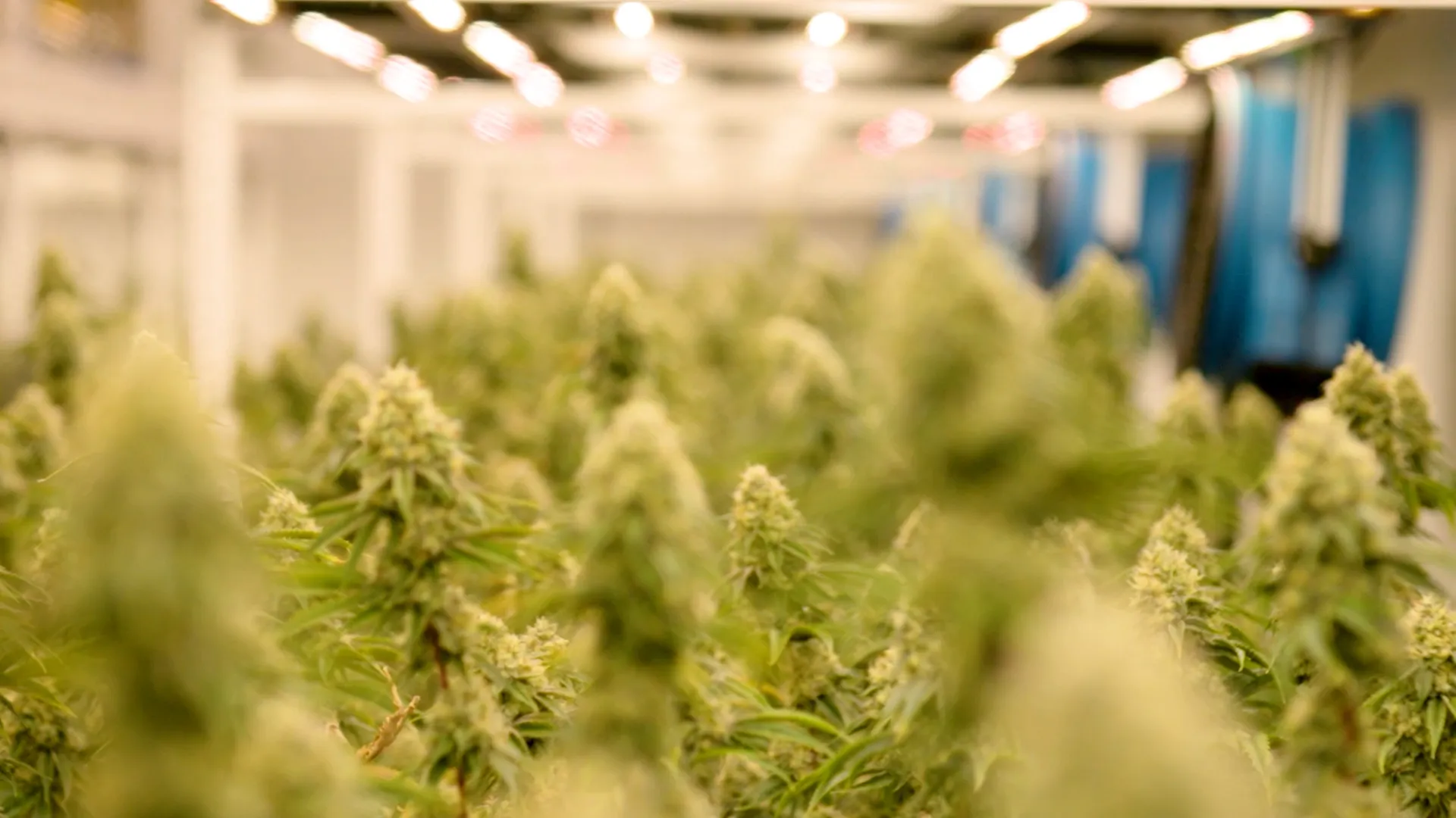 bloomberg.com - Watch Cannabis CEO Calls for Reform