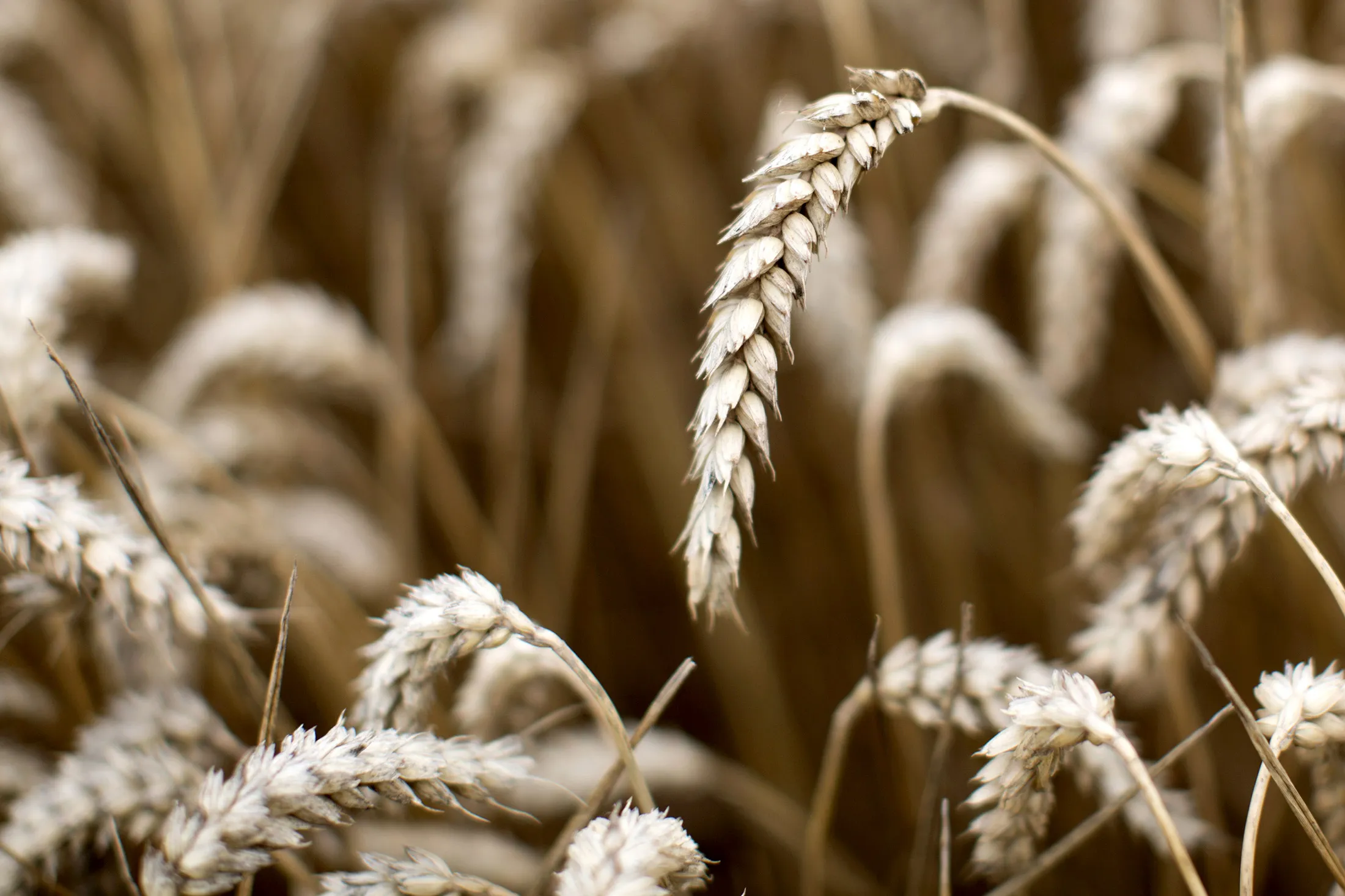 Ears of panorama winter wheat.
