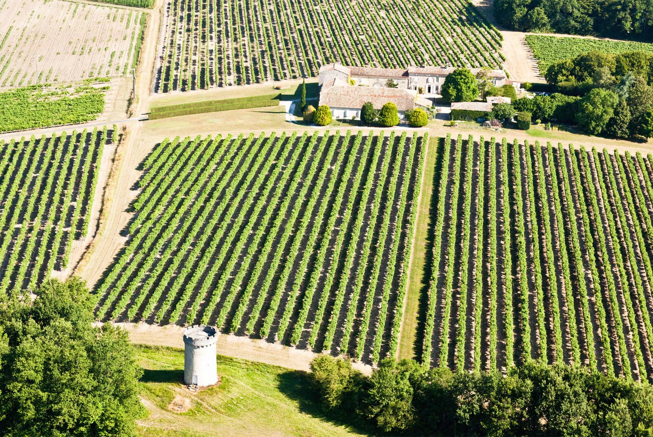 A vineyard in France’s&nbsp;Cognac region.