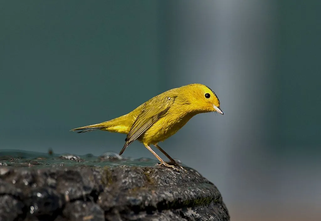 A canary not in a coal mine.