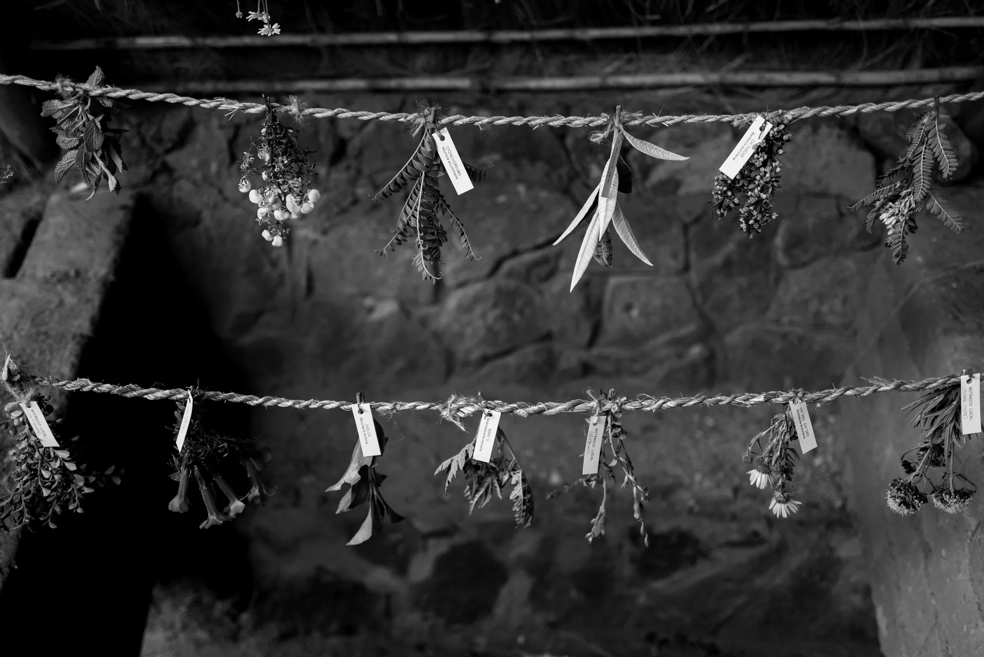 A black and white image of small plants and herbs handing at MIL experience.