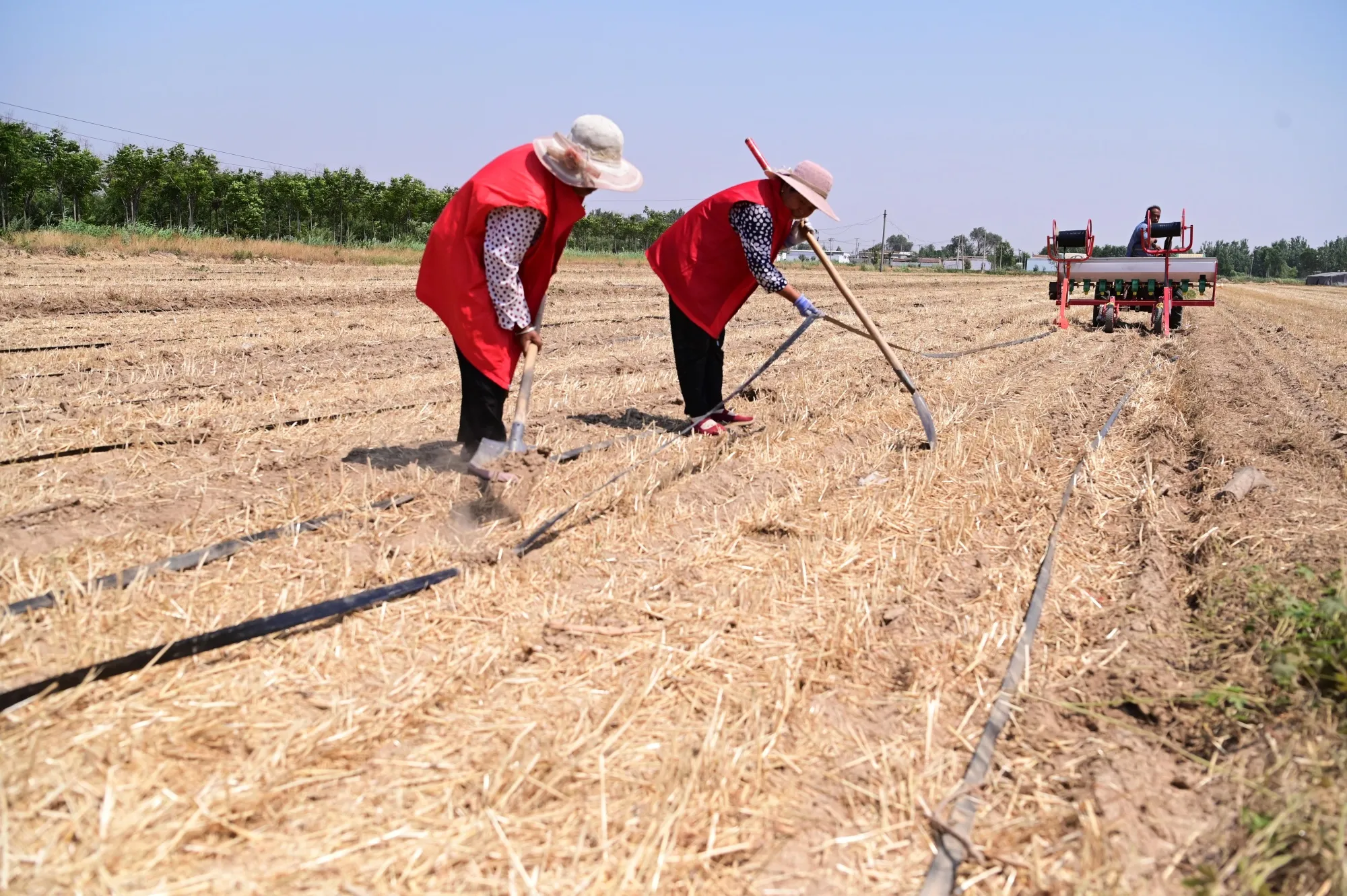 Farmers lay drip irrigation pipes in a field to water newly sown corn in Daqu village, China’s Shandong province, on June 12.