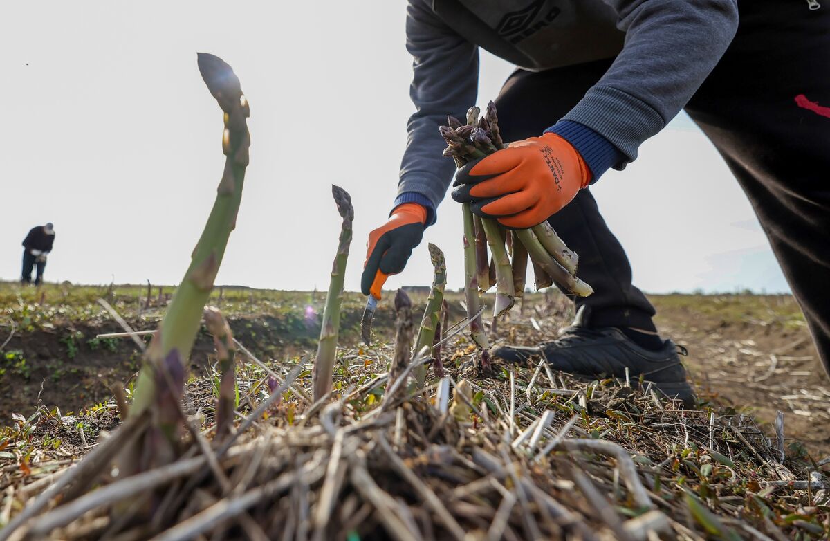 Migrant Workers Harvest Asparagus