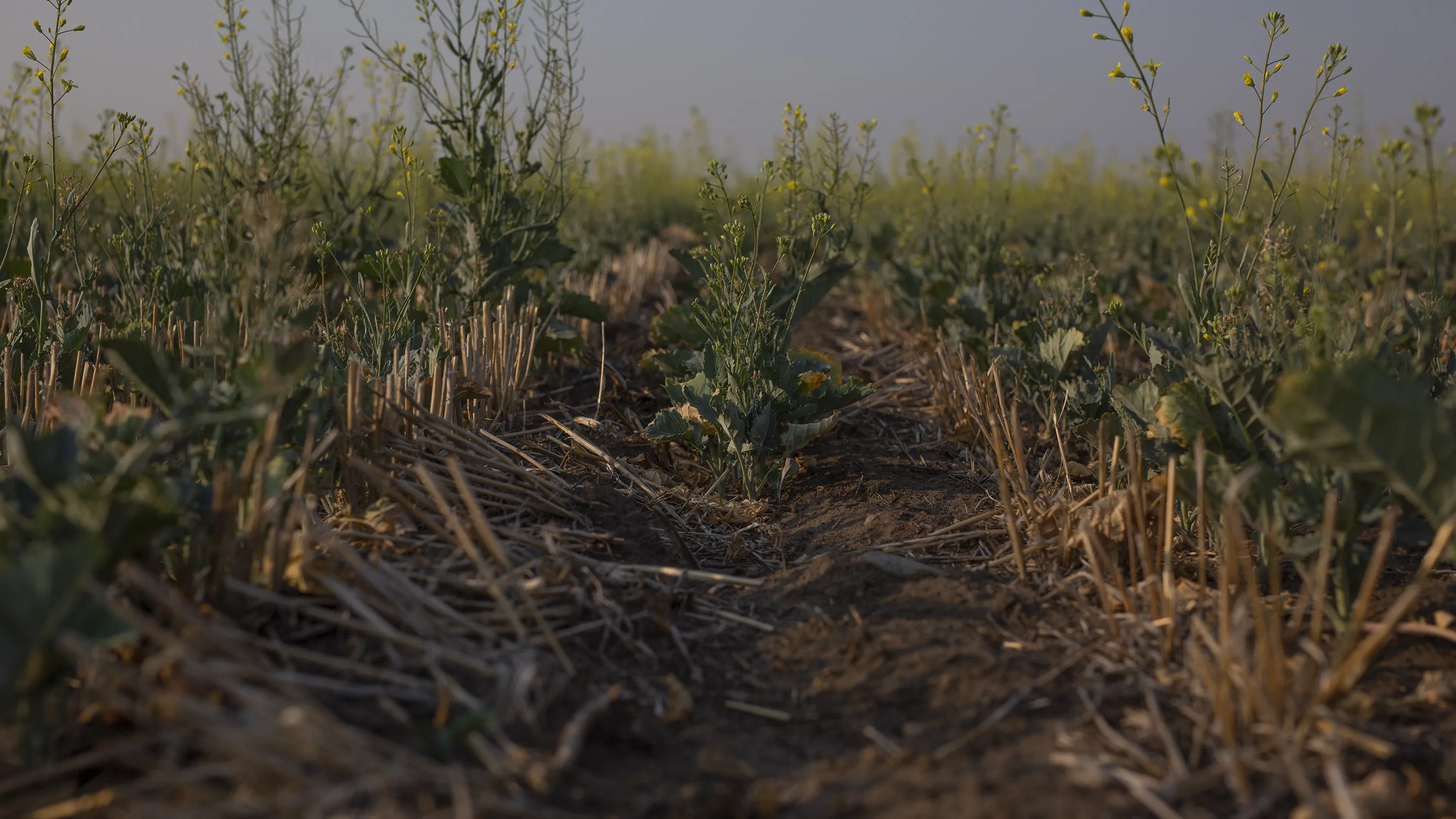 Heat Stress And Dry Soil Damage Crops In Saskatchewan