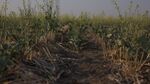 Heat Stress And Dry Soil Damage Crops In Saskatchewan