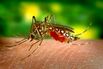 Aedes Aegypti Mosquito