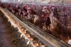 California Raids the Nation's Henhouses