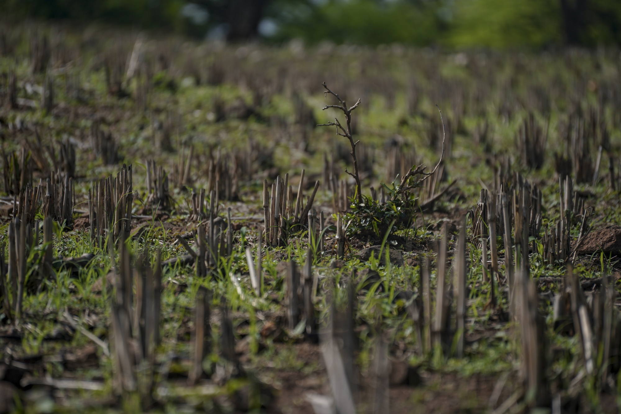 One-two punch: farming, global warming destroying unique East