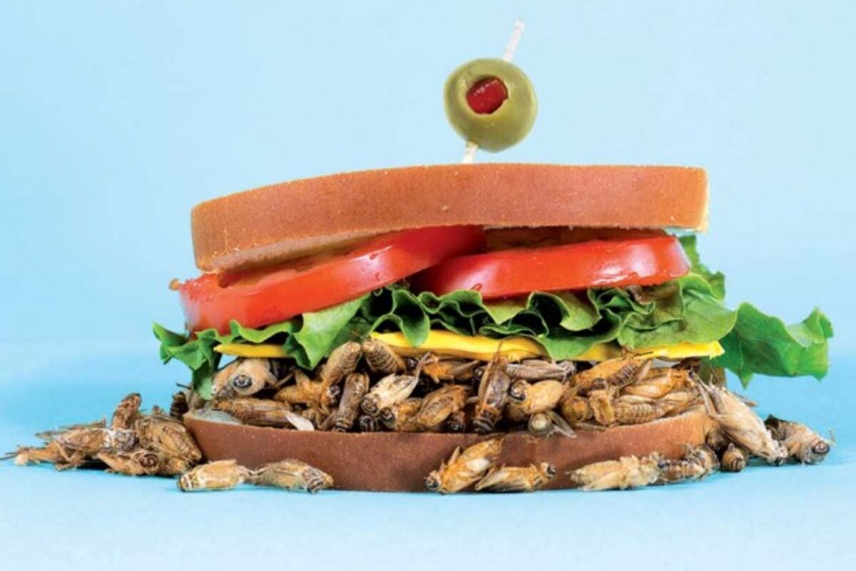 Crickets The Insect Food of the Future Is Finally Here Bloomberg