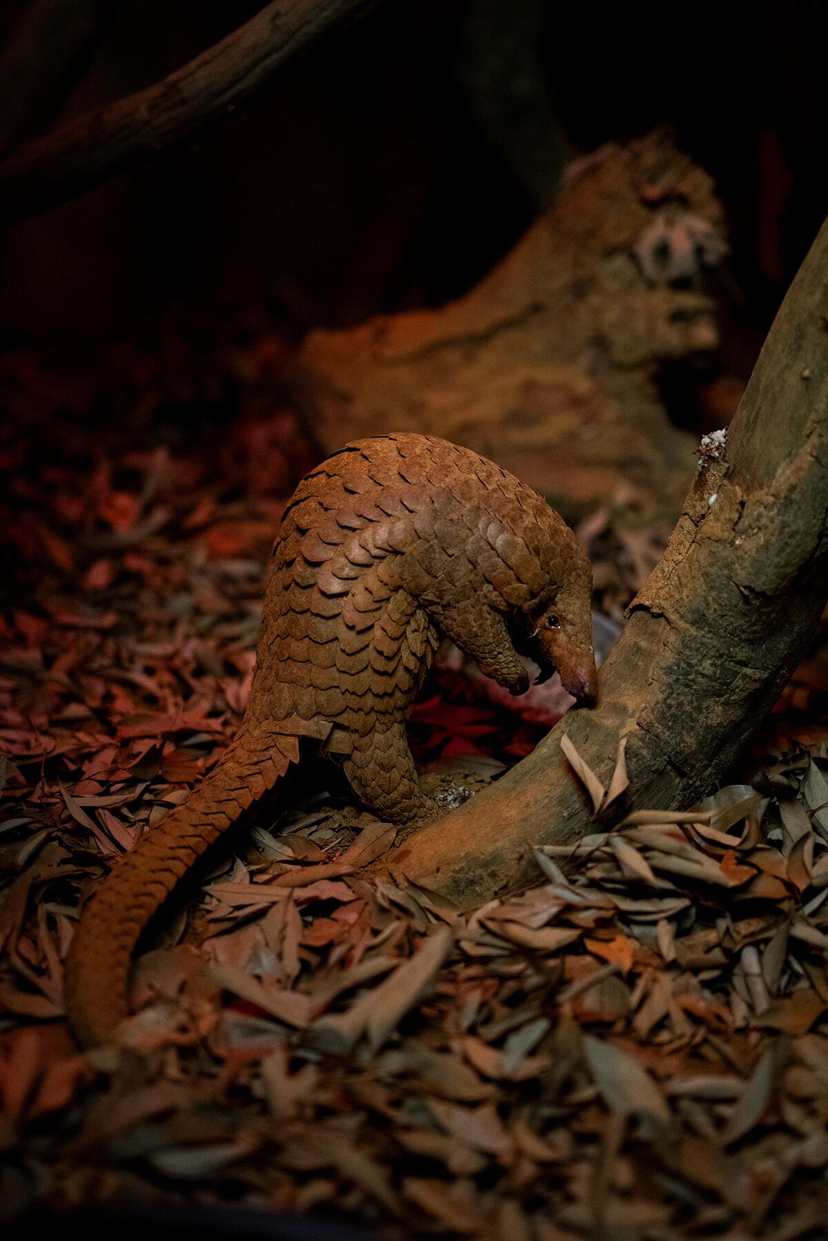 Demand for Pangolin Scales Could Bring the Species to Extinction - Bloomberg