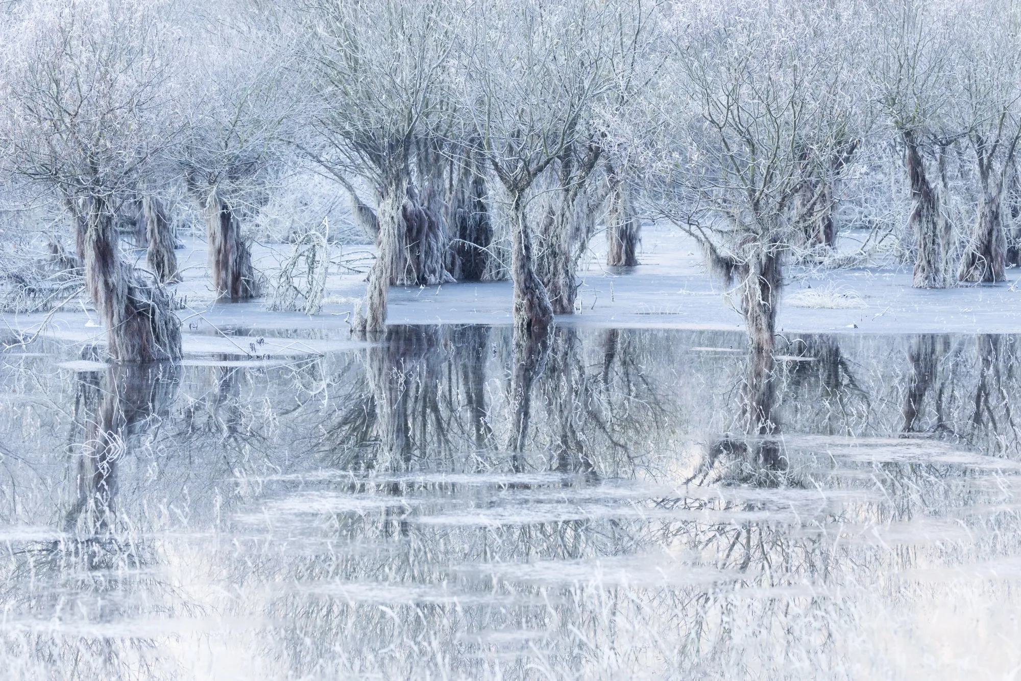 “Lake of Ice” by Cristiano Vendramin, which has won the Wildlife Photographer of the Year People’s Choice Award.