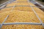 Corn Jumps As U.S. Stockpiles Trail Estimates