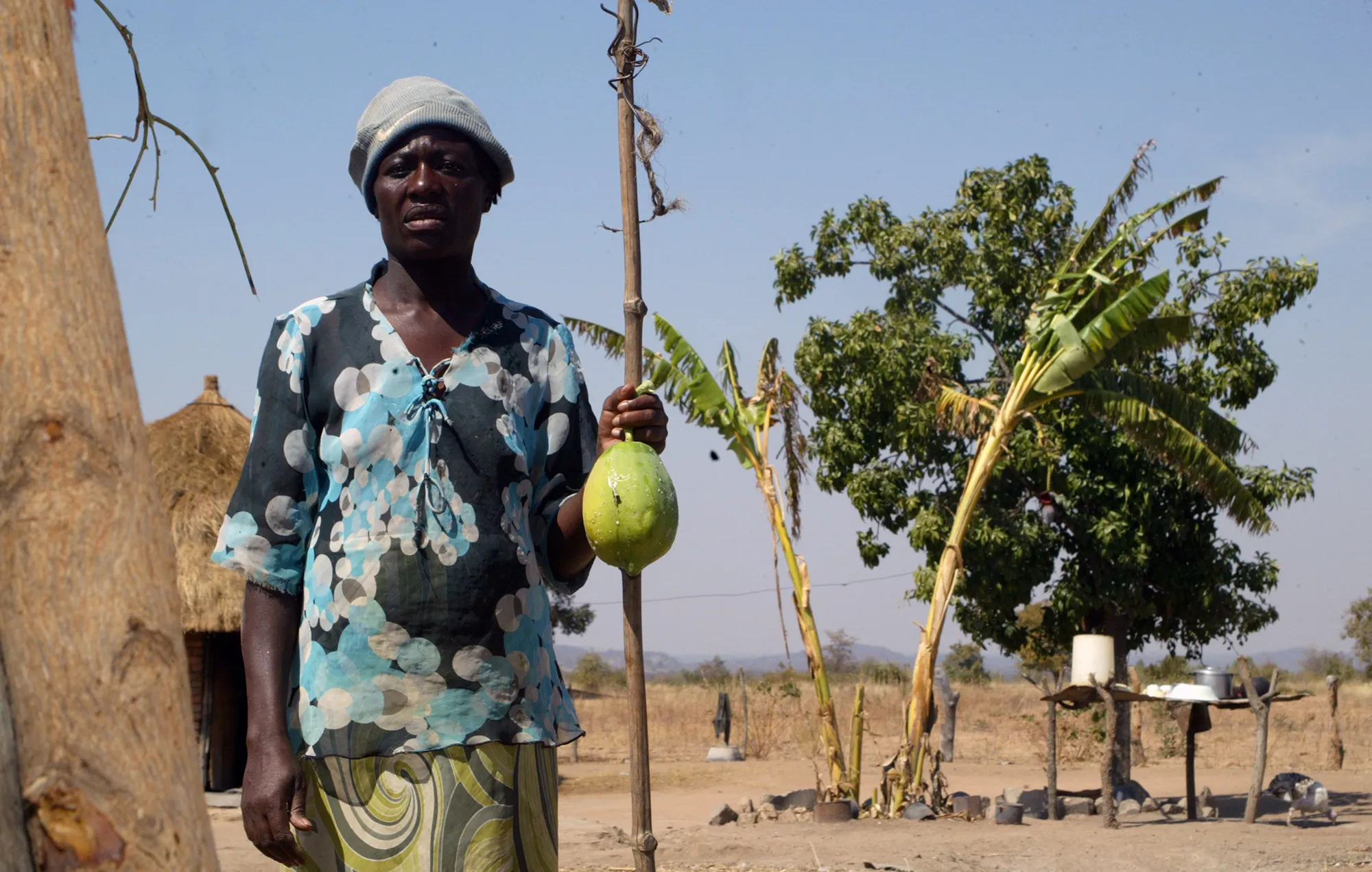 A villager with a pawpaw, the family's usual morning meal,&nbsp;in Buhera Zimbabwe.