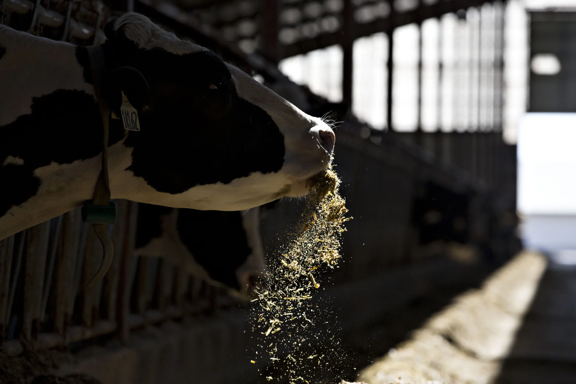 A cow eats while standing in a barn at a farm in Malone, Wisconsin.