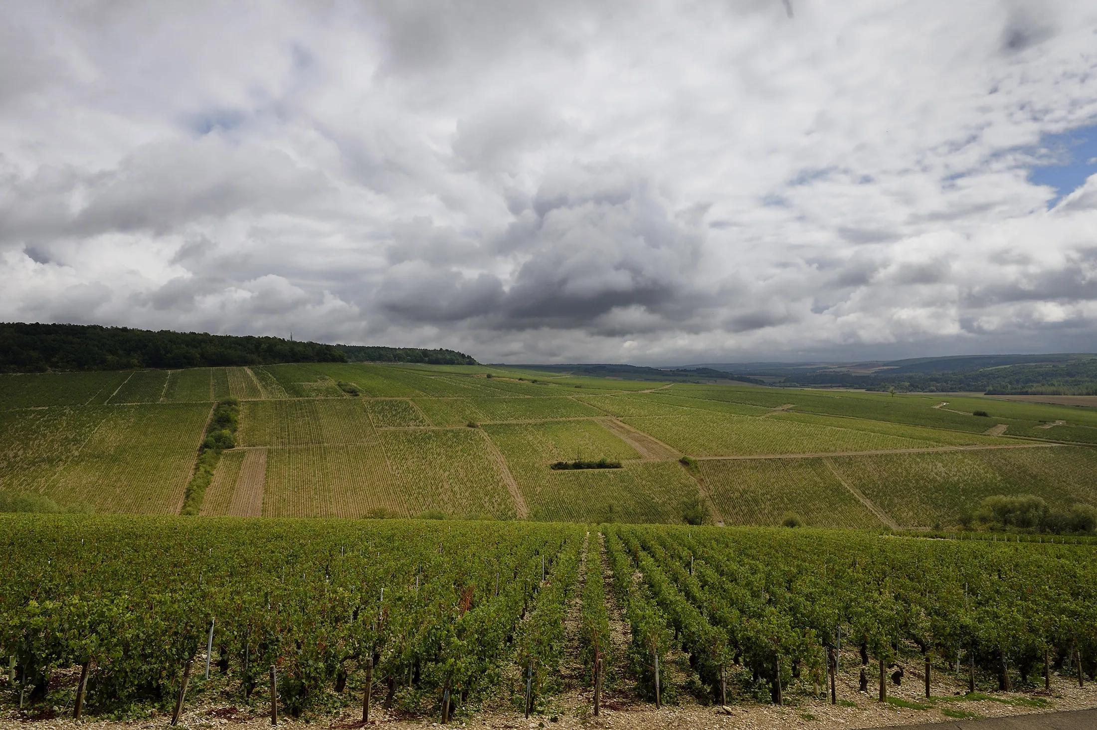 This photo shows Chablis designated first vintage (Premier Cru) vineyards of 'Montee de Tonnerre' in Chablis after they were damaged by a violent overnight hail on September 1, 2015. The hail damaged some 10 to 15 percent of great and first vintage vineyards in Chablis and Irancy in the Yonne department of the Burgundy region. AFP PHOTO / ERIC FEFERBERG (Photo credit should read ERIC FEFERBERG/AFP/Getty Images)
