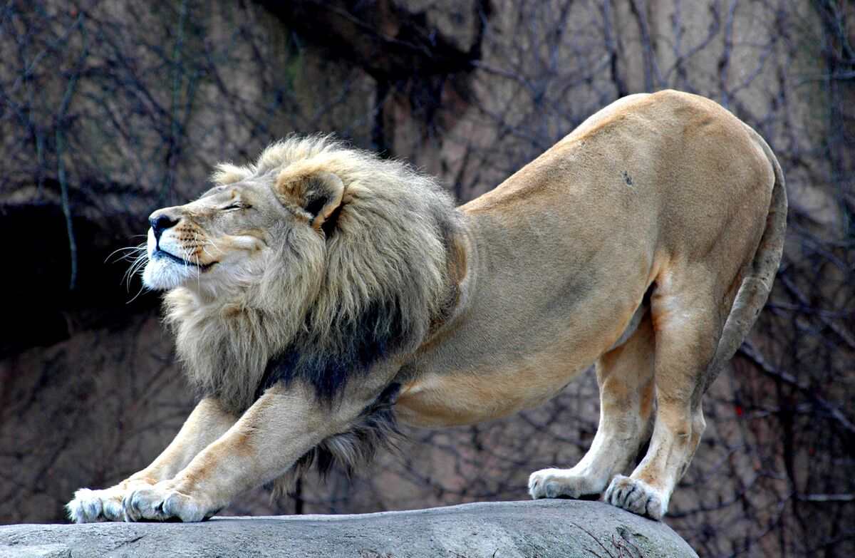 Everyone Wants a Wounded Lion