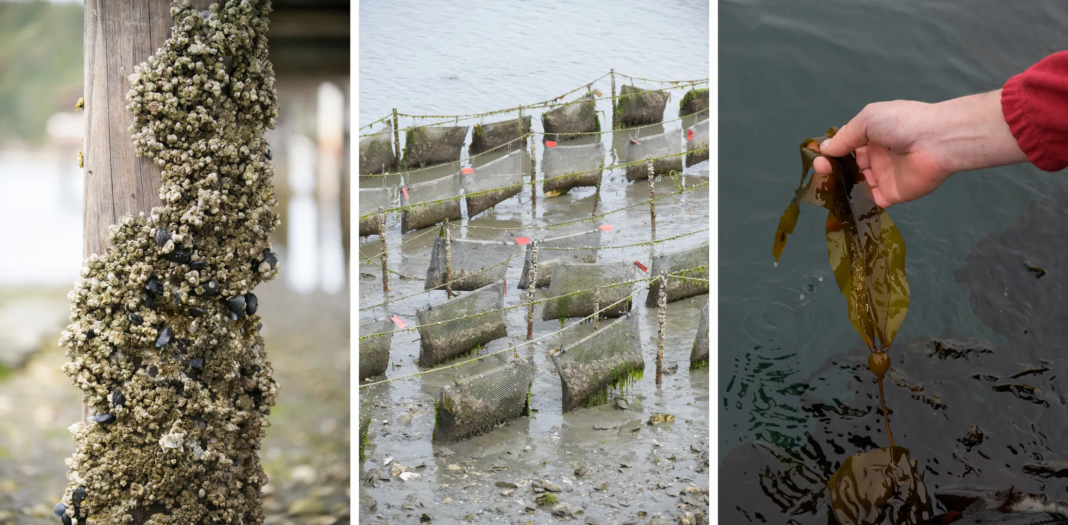 Scientists Are Racing to Save Sea Stars from the Brink of Extinction -  Bloomberg