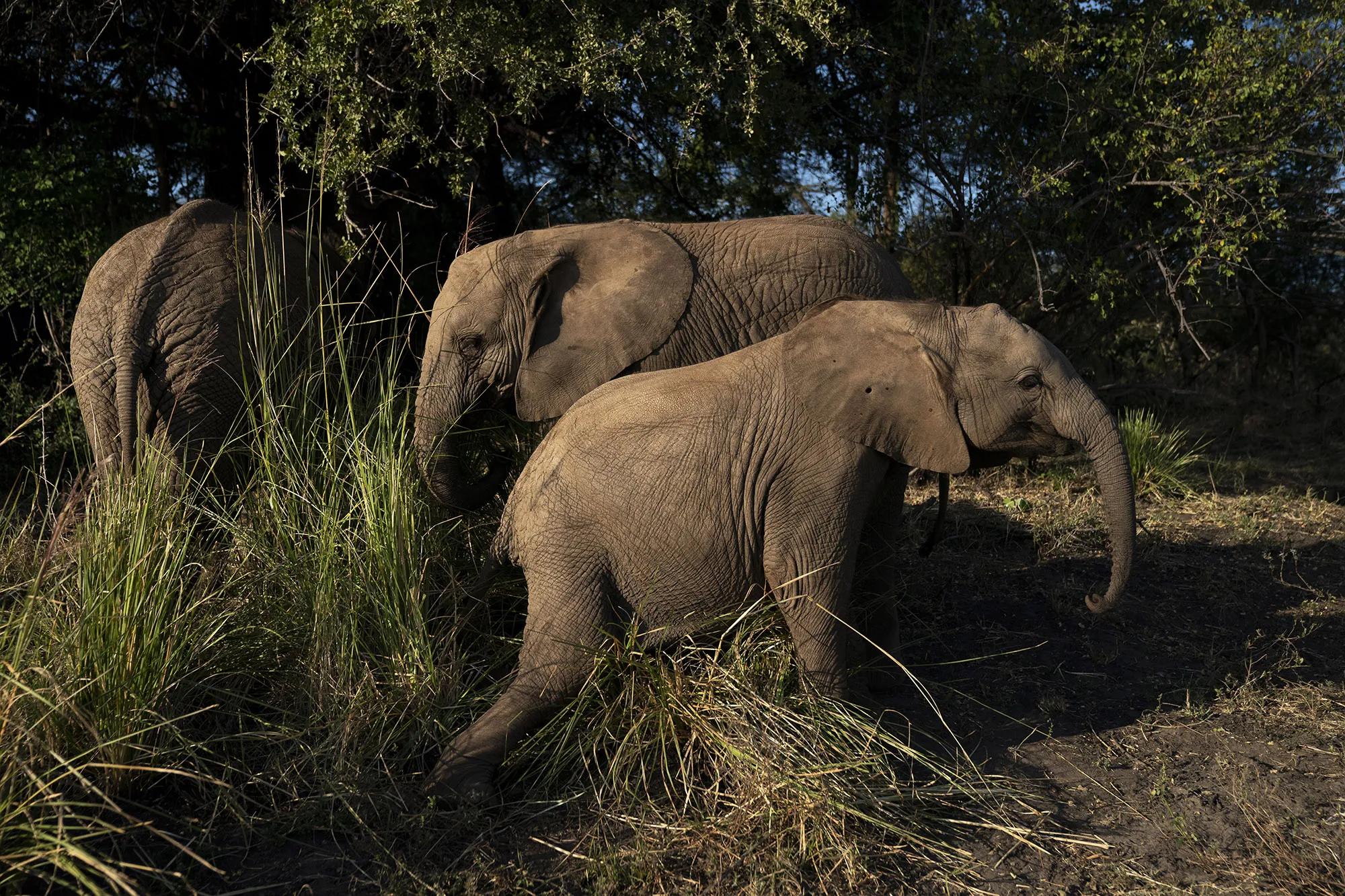 Molelo, Panda and Tuli eat and play in the grasses in the elephant orphanage at Elephants Without Borders in Kasane, Botswana on May 24, 2019.