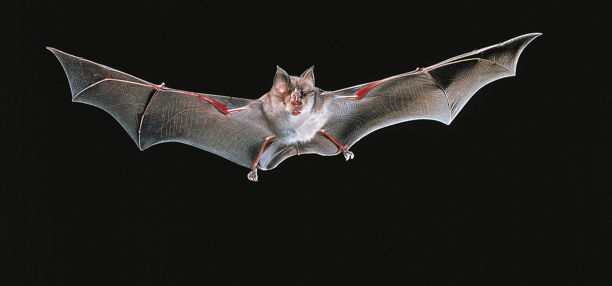 Photos: three bizarre bats discovered in Southeast Asia