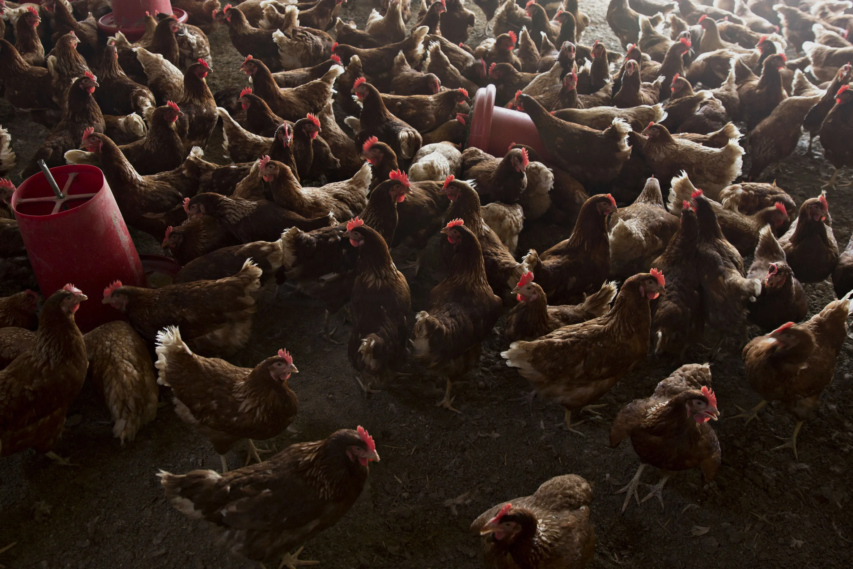 Chickens stand in a barn at a farm.