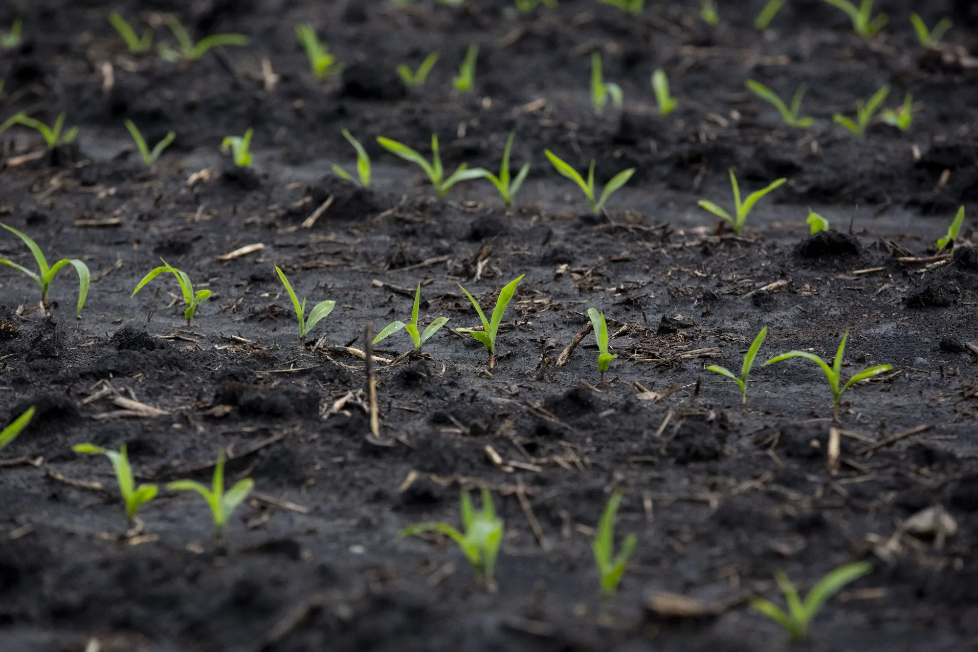 Corn plants grow in Churdan, Iowa, U.S., on Friday, May 17, 2019.&nbsp;