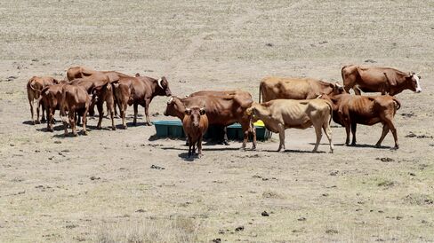 Cattles roaming to find water.