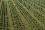 A worker walks through the oil palm tree nursery of PT Gunung Sejahtera Dua Indah, an unit of Astra Agro Lestari Tbk, at West Kotawaringin regency, Kalimantan, Indonesia, on Tuesday, Sept. 19, 2023. At Astra Agro Lestari Tbk's unit in Central Kalimantan in Indonesia, the company works with seeds that can yield harvests by the age of 25 months after planting, much earlier that the average variety, and the company researches varieties that could keep trunks to 10 to 15 meters even as trees age.