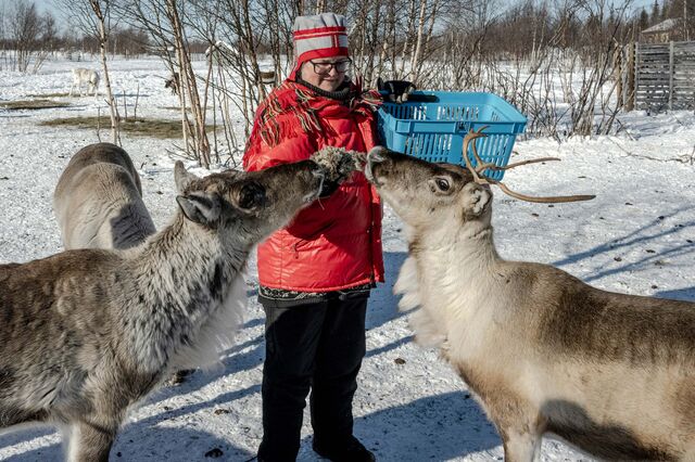 Person feeding lichen to two reindeer