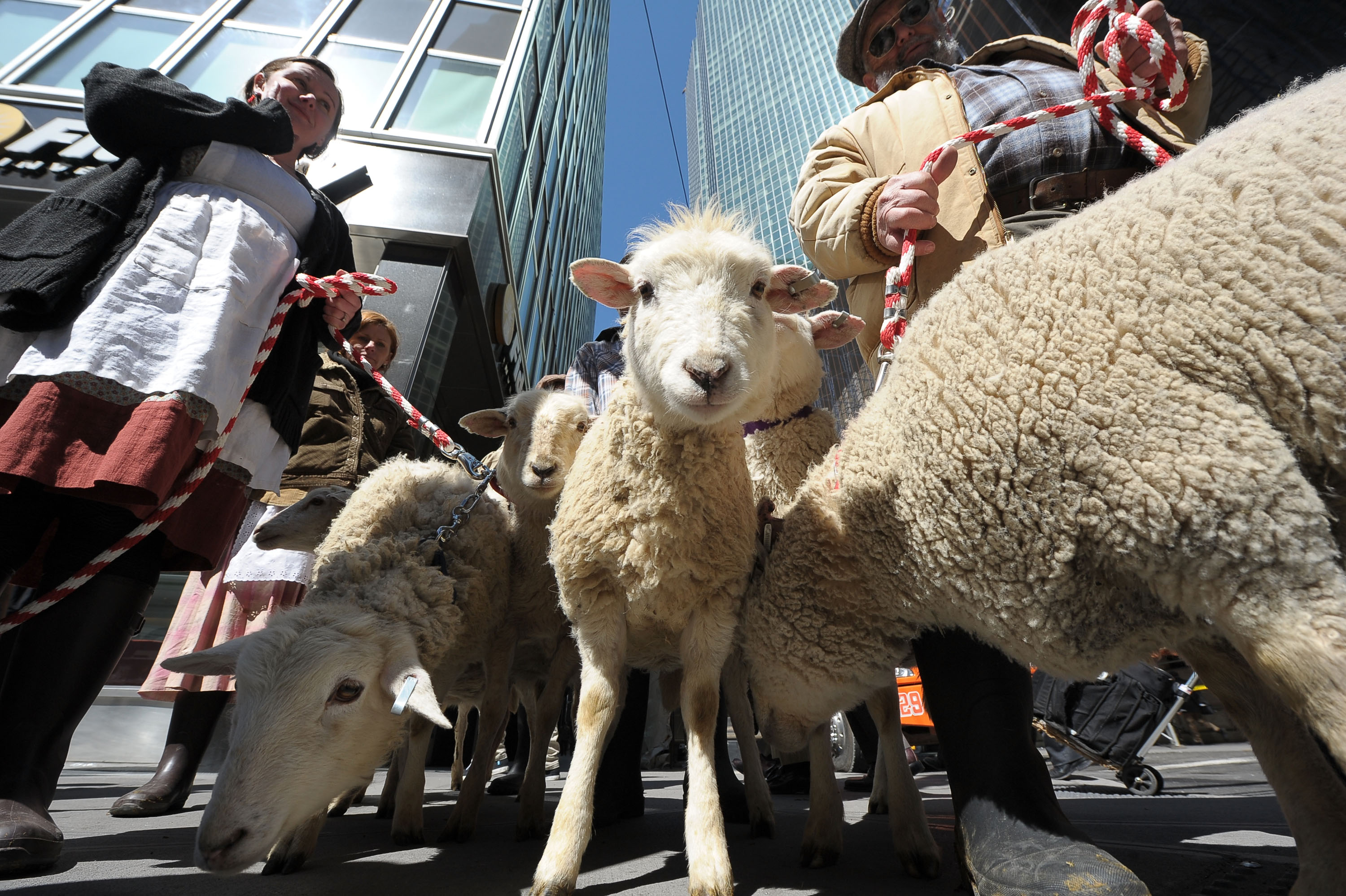 Sheep Parade Through New York City Streets In Celebration Of The Global Launch Of Zynga's FarmVille English Countryside