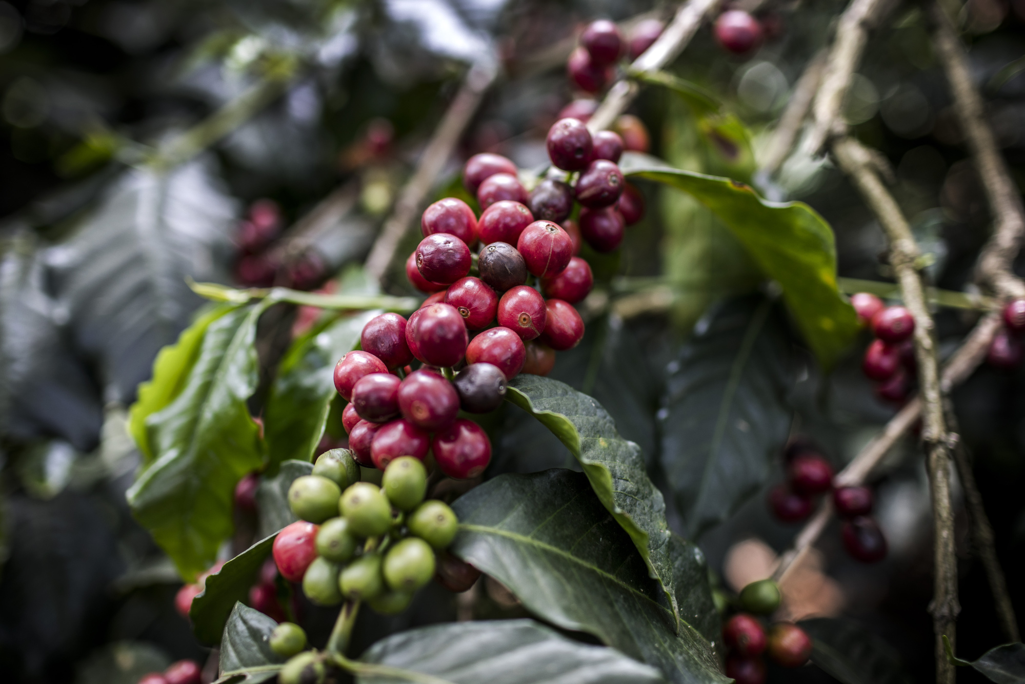 Ivory Coast's Presidential Coffee May Soon Become Extinct - Bloomberg