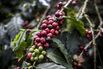 Coffeee Harvest As U.S. Overtakes Germany As Top Drinker Of Kenyan Specialty Coffee