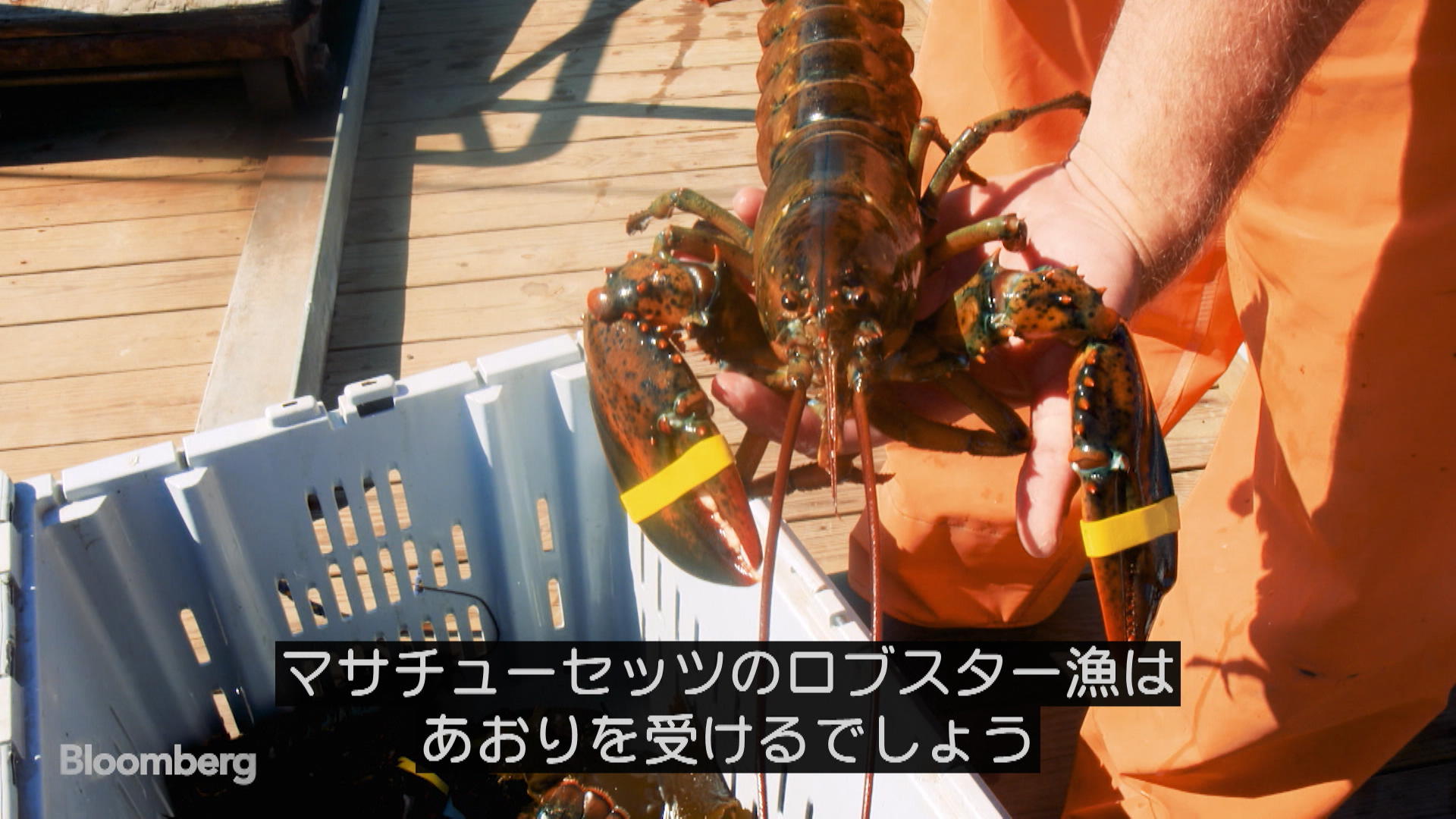 ニューイングランドのロブスターも関税合戦で苦境に Bloomberg