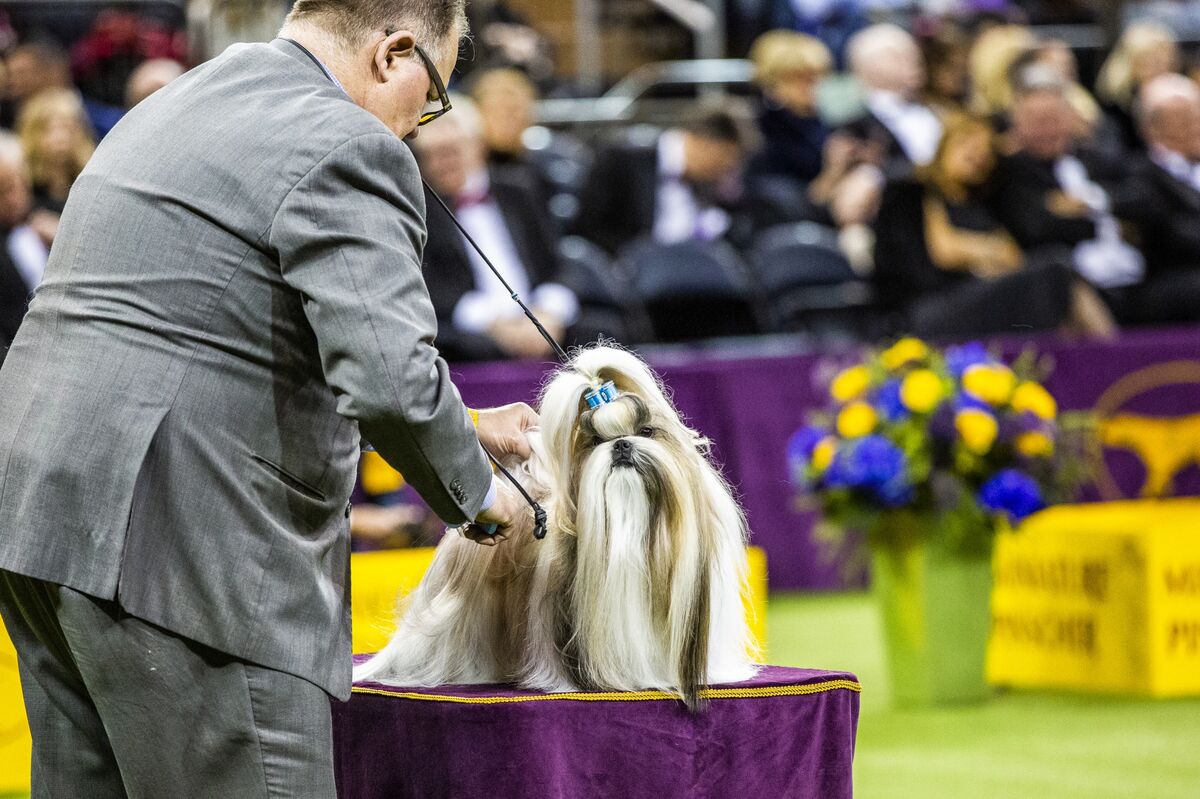 what kind of dog won the westminster dog show