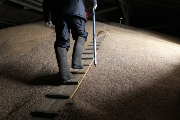 An employee takes samples of Russian wheat from a grain store