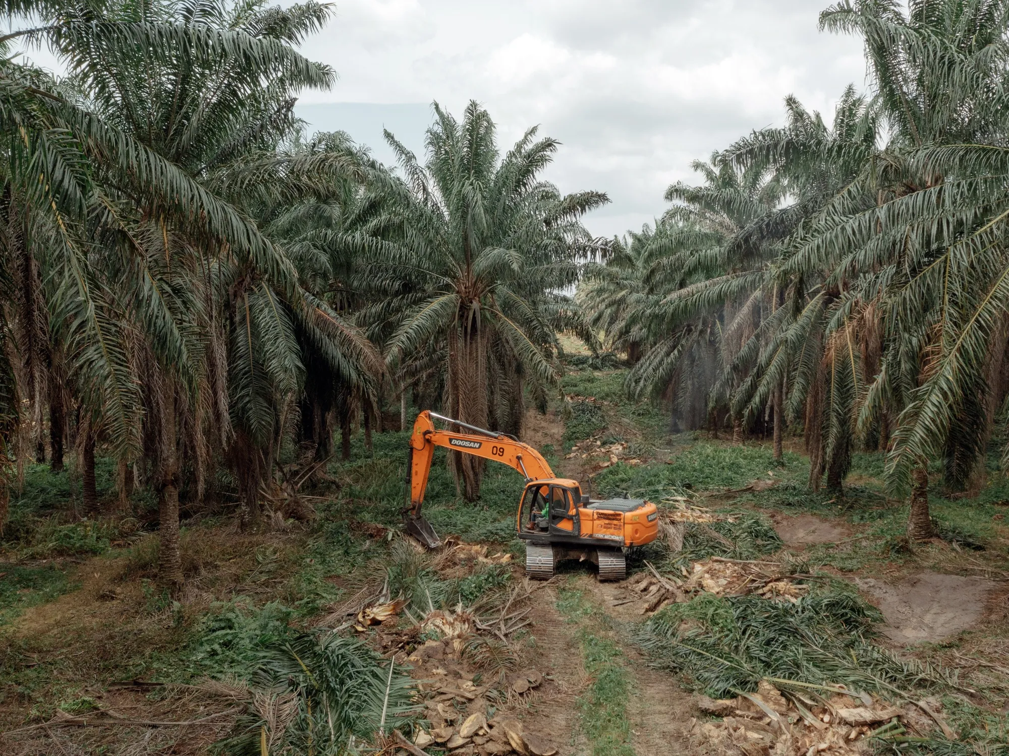 An excavator topples an old oil palm tree at a plantation&nbsp;in&nbsp;Kalimantan, Indonesia.
