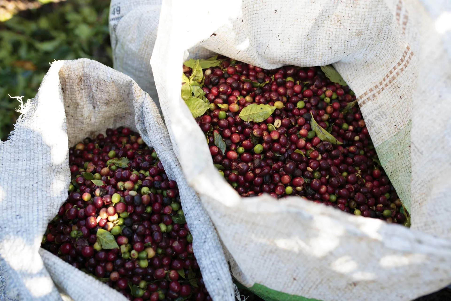 Coffee plantation in the south of Minas Gerais State, Brazil. Currently, the coffee harvest in underway and will go until the end of August.
