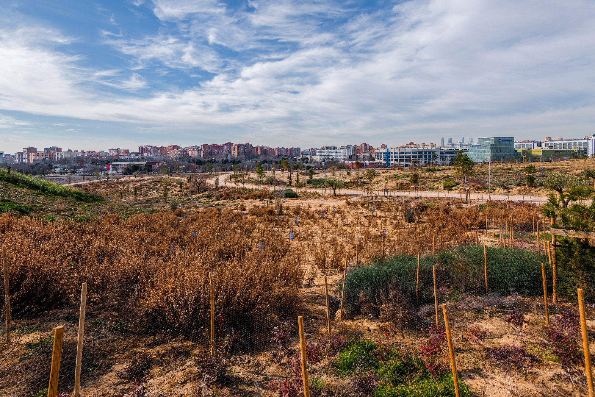 Extreme Weather Hampers Madrid's Urban Forest Plans - Bloomberg