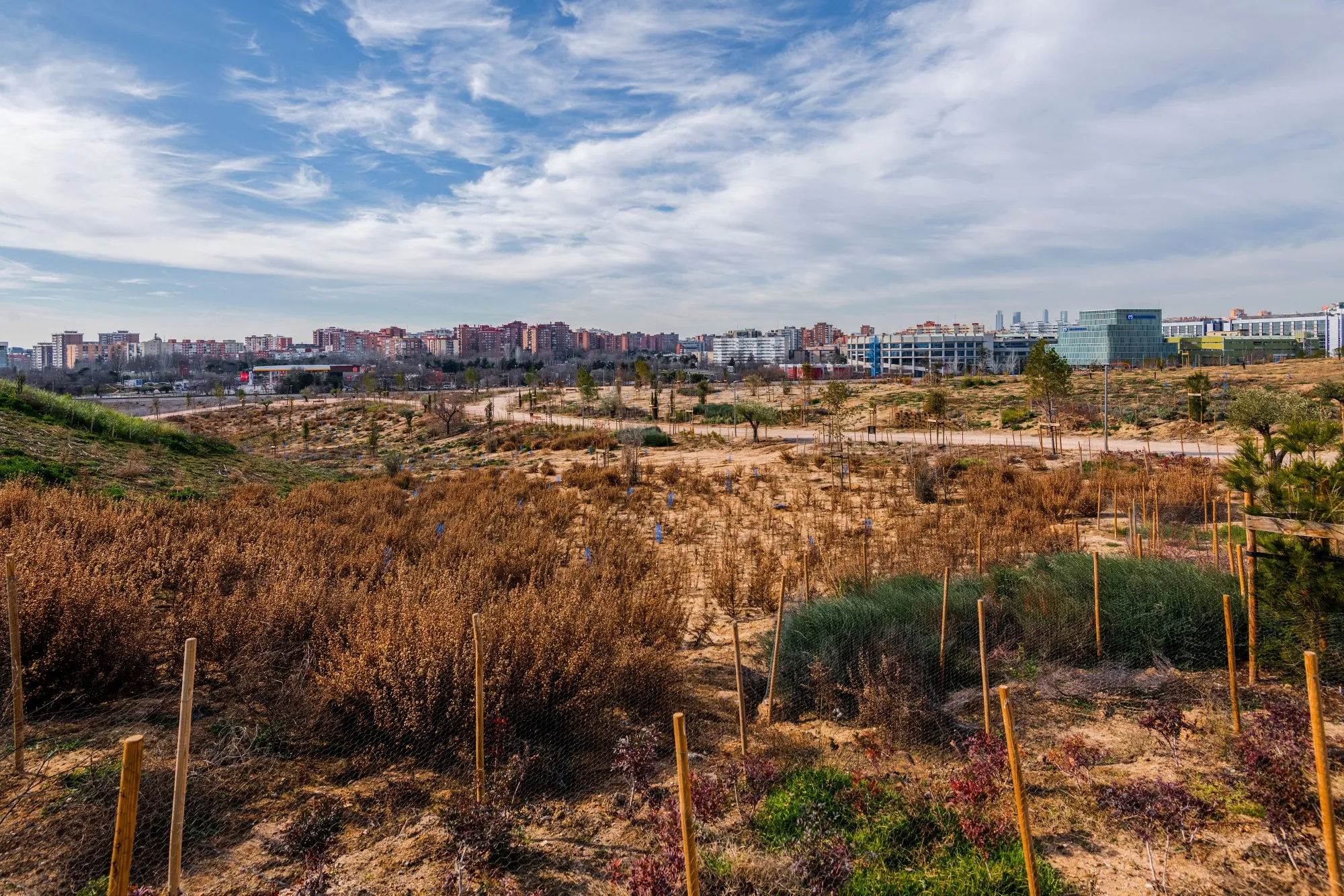 Saplings at the Bosque Metropolitano site in Madrid, in 2022.