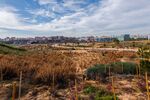 Saplings at the Bosque Metropolitano site in Madrid, in 2022.