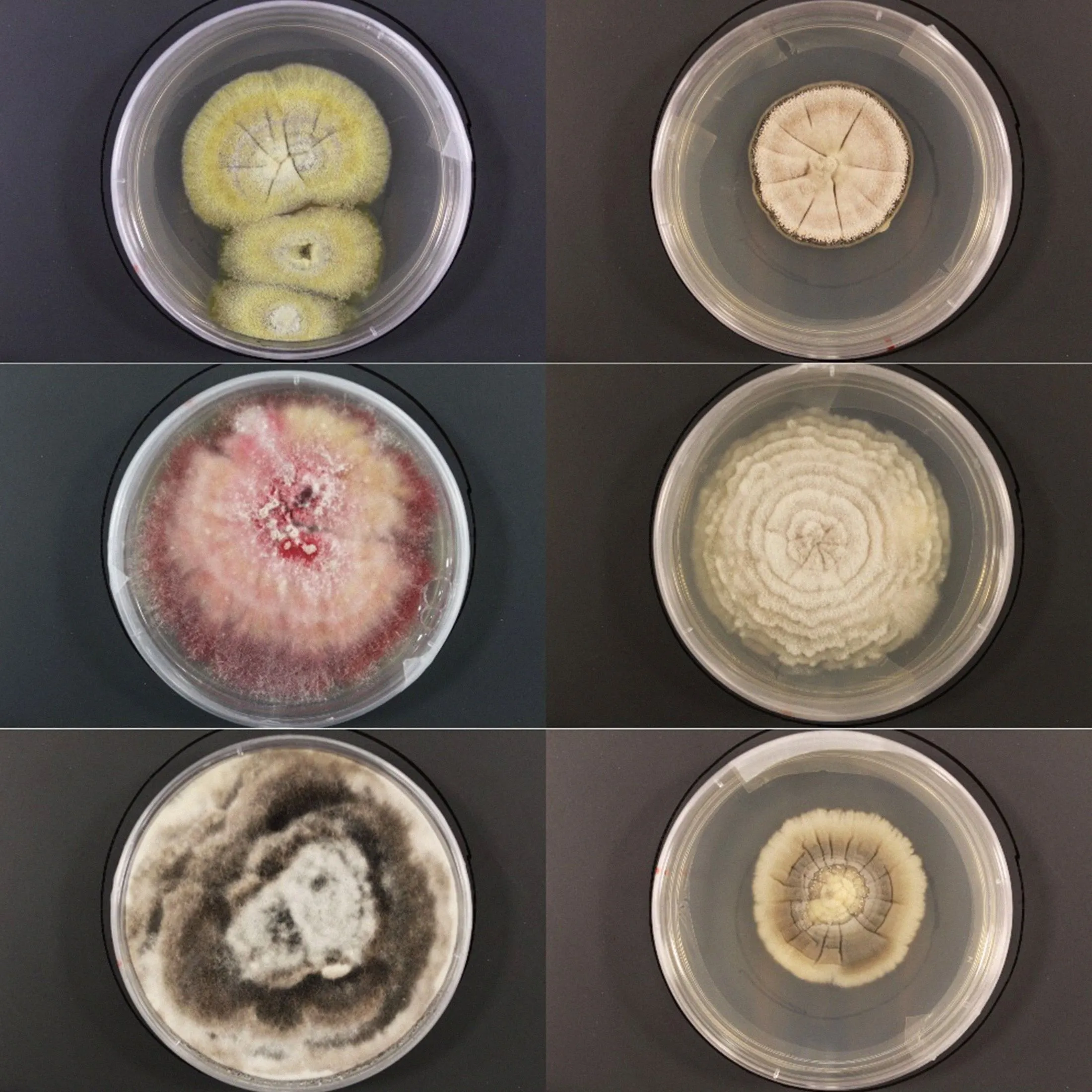 Healthy microbiomes&nbsp;are increasingly recognized as critical to our overall health.