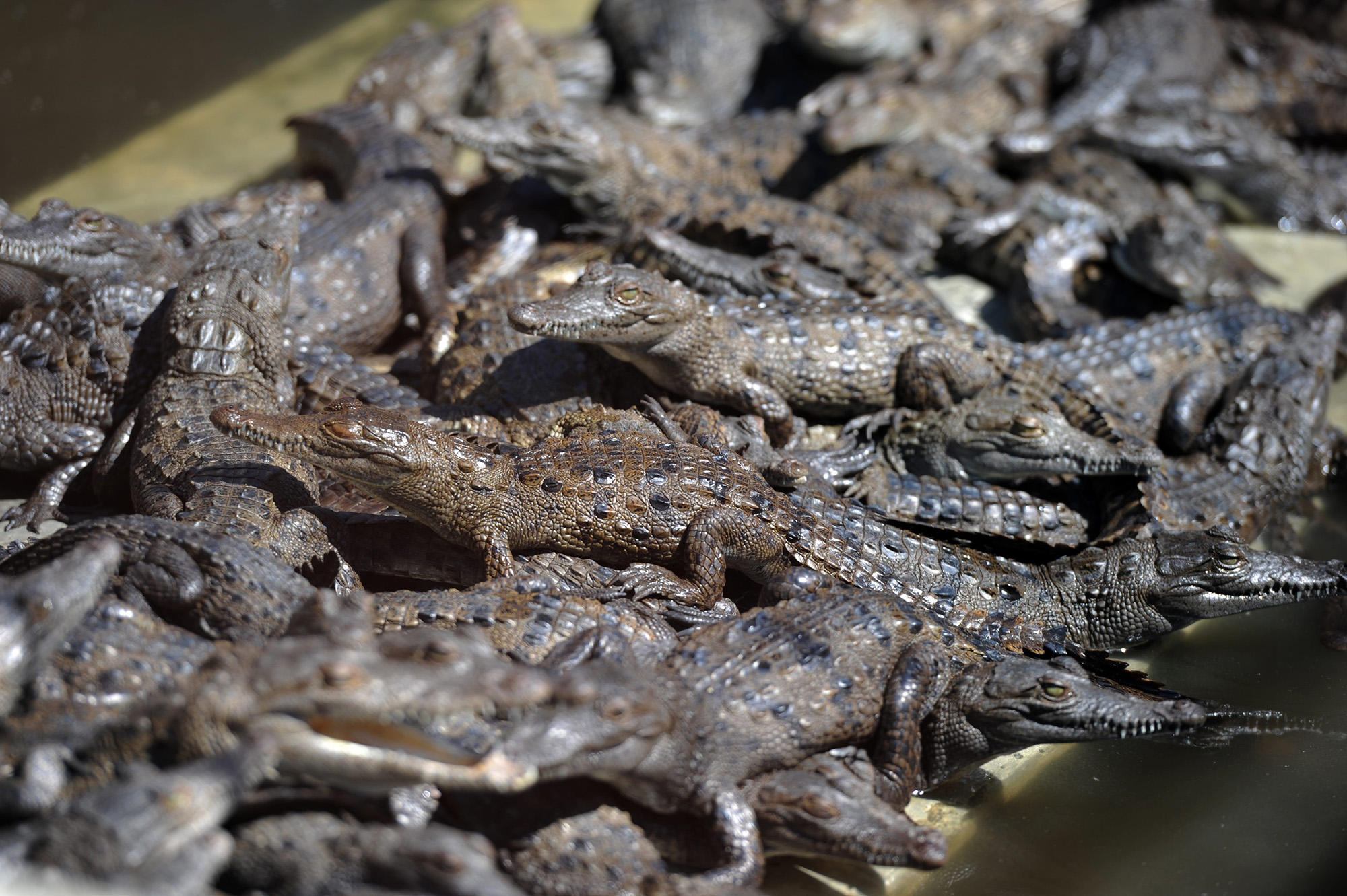 Singapore, Japan driving demand for crocodile-skin handbags as