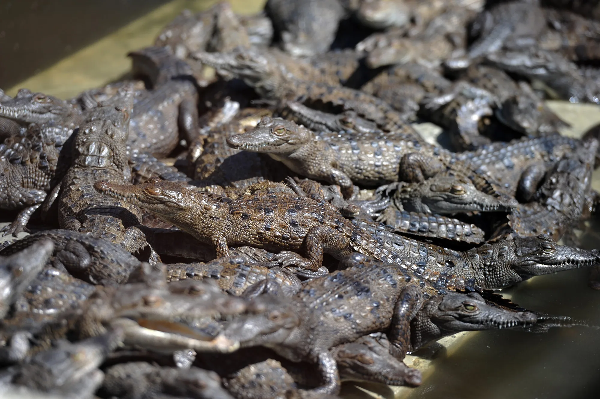 Baby crocodiles on a private farm.