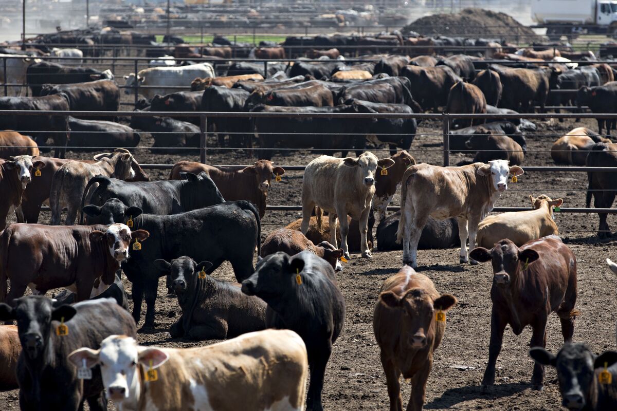 Ranchers’ Ire at ‘Red-Line Level’ as Packers Pocket Beef Profits ...