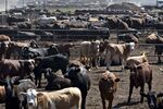 Operations At Texana Feeders Beef Cattle Feedlot As Trump Led U.S. To Brink Of Trade War
