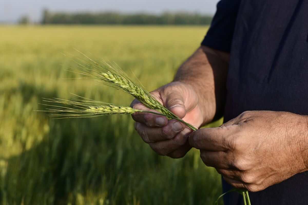 Wheat Spread Hits Seven-Month High as US Plains Crop Fears Grow