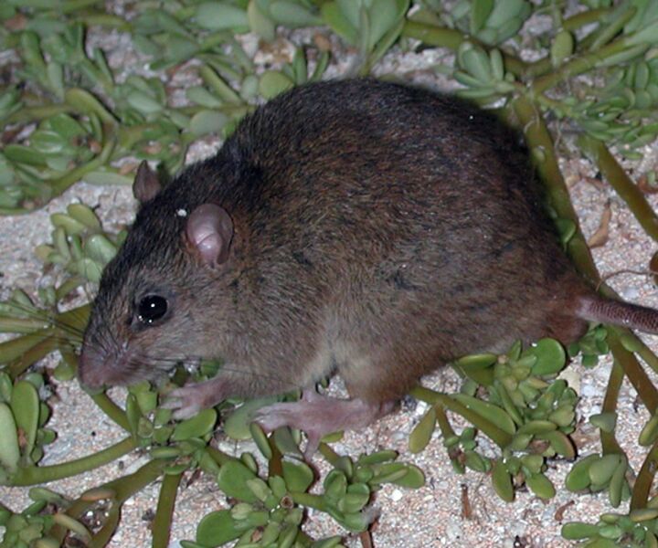 Bramble Cay melomys